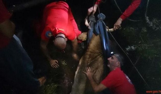 Zadarski GSS-ovci spasili kravu iz procjepa dubokog 2 metra, foto: SD