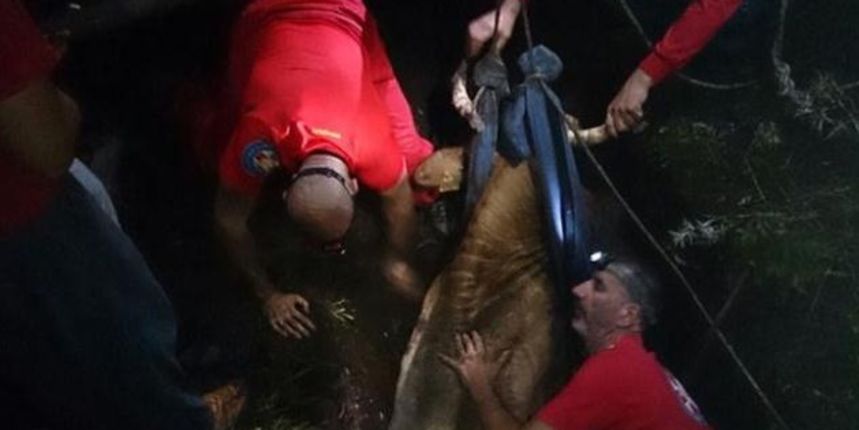 Zadarski GSS-ovci spasili kravu iz procjepa dubokog 2 metra, foto: SD