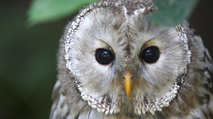 sova jastrebača sova jastrebača