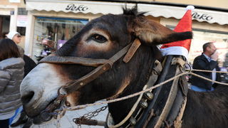 Zadar, 241212.
Na danasnji dan kao i svake godine u ovo vrijeme, cijeli Poluotok, a pogotovo Varos, pun je Zadrana koji uzivaju u bakalaru i druzenju s obitelji i prijateljima. Kroz citav grad prolaze klape i sviraci pjevajuci prigodne pjesme.
Na fotograf Zadar, 241212.
Na danasnji dan kao i svake godine u ovo vrijeme, cijeli Poluotok, a pogotovo Varos, pun je Zadrana koji uzivaju u bakalaru i druzenju s obitelji i prijateljima. Kroz citav grad prolaze klape i sviraci pjevajuci prigodne pjesme.
Na fotograf