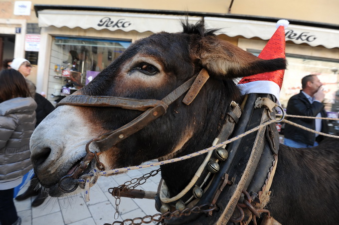 Zadar, 241212.
Na danasnji dan kao i svake godine u ovo vrijeme, cijeli Poluotok, a pogotovo Varos, pun je Zadrana koji uzivaju u bakalaru i druzenju s obitelji i prijateljima. Kroz citav grad prolaze klape i sviraci pjevajuci prigodne pjesme.
Na fotograf Zadar, 241212.
Na danasnji dan kao i svake godine u ovo vrijeme, cijeli Poluotok, a pogotovo Varos, pun je Zadrana koji uzivaju u bakalaru i druzenju s obitelji i prijateljima. Kroz citav grad prolaze klape i sviraci pjevajuci prigodne pjesme.
Na fotograf