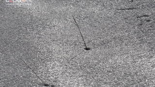 Tulove grede pod snježnim pokrivačem Tulove grede pod snježnim pokrivačem