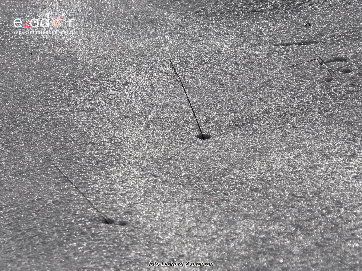 Tulove grede pod snježnim pokrivačem Tulove grede pod snježnim pokrivačem