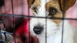 Izložba pasa na Zagrebačkom velesajmu Izložba pasa na Zagrebačkom velesajmu