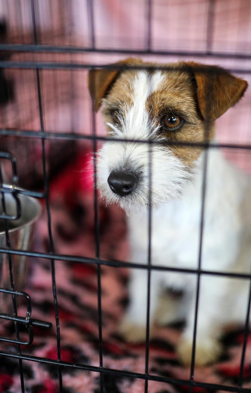 Izložba pasa na Zagrebačkom velesajmu Izložba pasa na Zagrebačkom velesajmu