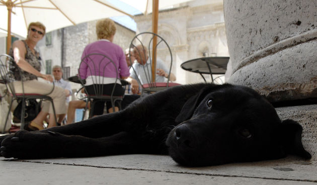Sibenik, 220509.
Po ovim naglim visokim temperaturama i psi traze svoju “oazu hladovine” pa je ovaj “mali crni” psic pronasao spas u kaficu uz bunar ispred Gradske vijecnice. 
Foto  Marija Mihic / CROPIX