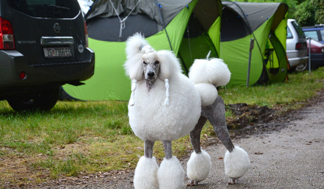 CACIB Zadar 2014., foto: Iva Perinčić