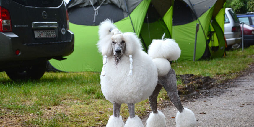 CACIB Zadar 2014., foto: Iva Perinčić