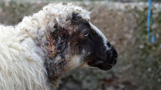 Kaštel Žegarski: Ovca potjerala vuka i ojanjila dva janjčića