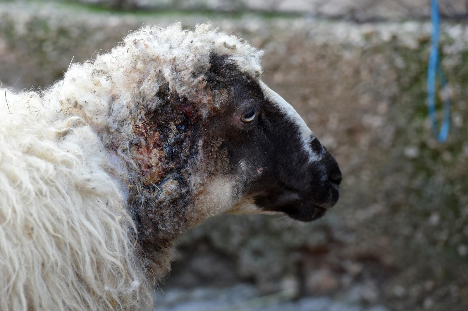 Kaštel Žegarski: Ovca potjerala vuka i ojanjila dva janjčića