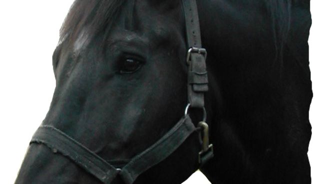 Konj (Foto: websitelandingpage.com)
