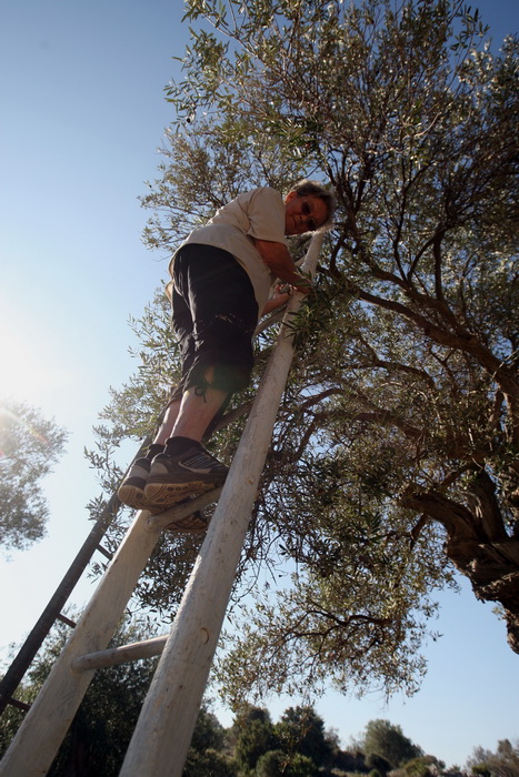 Pag, Lun, 221012.
Berba maslina u lunskom masliniku koji se nalazi kod mjesta Lun na otoku Pagu. Omedjen je suhozidima, prostire se na 400 hektara i sadrzi oko 80.000 stabala maslina. Najveci je maslinik u Hrvatskoj. U Lunskom masliniku rastu brojne jedin Pag, Lun, 221012.
Berba maslina u lunskom masliniku koji se nalazi kod mjesta Lun na otoku Pagu. Omedjen je suhozidima, prostire se na 400 hektara i sadrzi oko 80.000 stabala maslina. Najveci je maslinik u Hrvatskoj. U Lunskom masliniku rastu brojne jedin