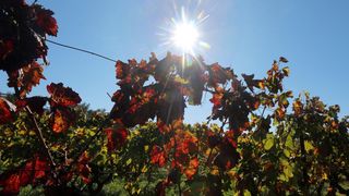 Boje jeseni u vinogradu Boje jeseni u vinogradu