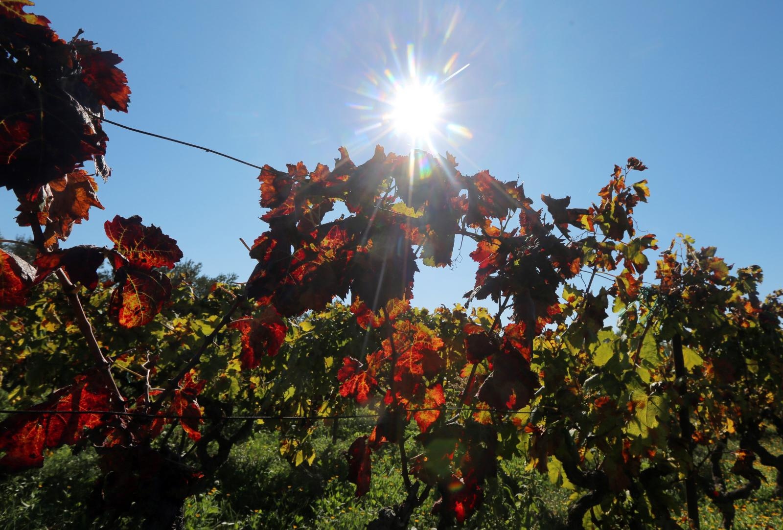 Boje jeseni u vinogradu Boje jeseni u vinogradu