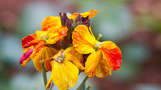 Priroda, cvijece, livada, sparoge, foto: Leo Banic