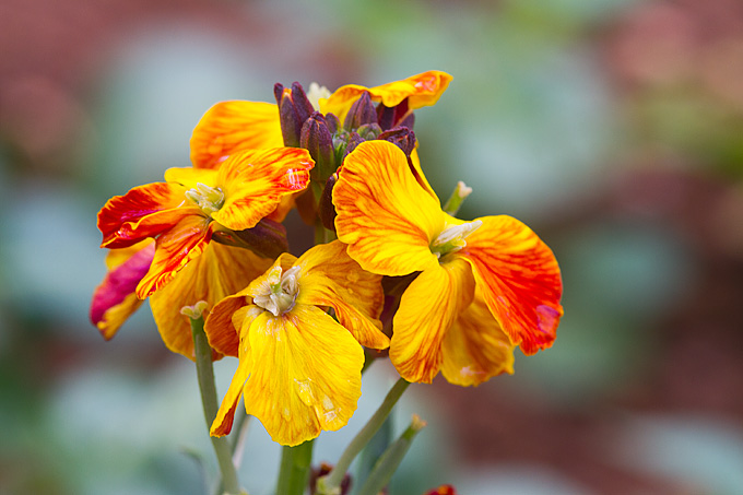 Priroda, cvijece, livada, sparoge, foto: Leo Banic
