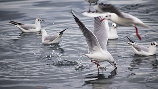 Zadarski galebovi (foto:Saša Čuka)