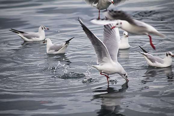 Zadarski galebovi (foto:Saša Čuka)