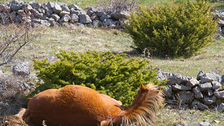 Divlji konji na Velebitu, foto: Leo Banić