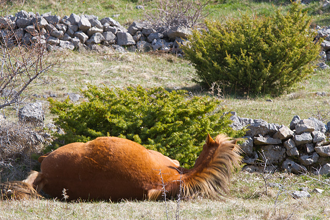 Divlji konji na Velebitu, foto: Leo Banić