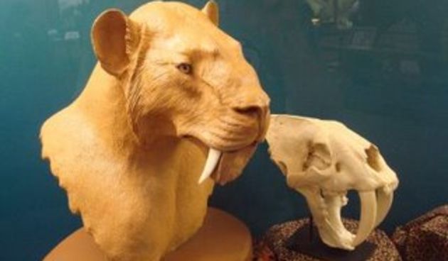 Fosili (Foto: 3.bp.blogspot.com)