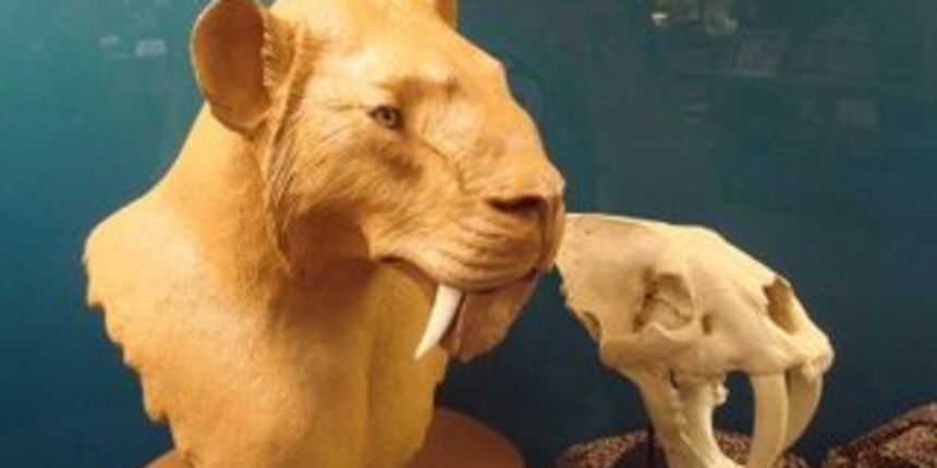 Fosili (Foto: 3.bp.blogspot.com) Fosili (Foto: 3.bp.blogspot.com)