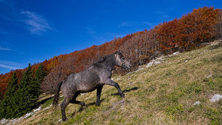 Đir do Zavižana, sjeverni Velebit, foto: Leo Banić