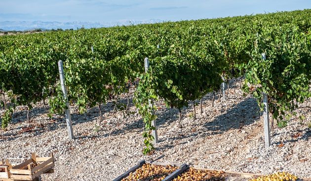 Poljoprivredna zadruga Maslina i vino primjer je uspjeha hrvatske poljoprivrede, osobito u području vinarstva i vinove loze