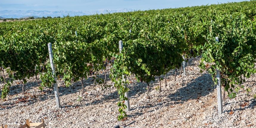 Poljoprivredna zadruga Maslina i vino primjer je uspjeha hrvatske poljoprivrede, osobito u području vinarstva i vinove loze Poljoprivredna zadruga Maslina i vino primjer je uspjeha hrvatske poljoprivrede, osobito u području vinarstva i vinove loze