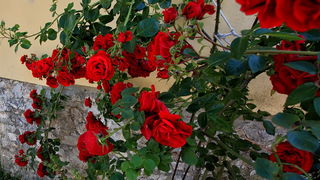 Skitnja gradom 9. svibnja 2013. Foto: Roberto Lerga Skitnja gradom 9. svibnja 2013. Foto: Roberto Lerga