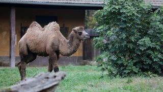 U Zoološki vrt Grada Zagreba stigla je mlada dvogrba deva Zsofia