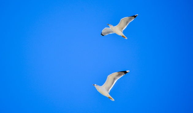 Đir po gradu 20. studenog 2014.  Foto: Marin Pitton