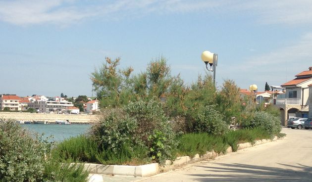 Petrčane, obala, riva, vegetacija