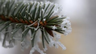 Zbog jutarnjih temperatura u minusu raslinje na kontinentu je prekriveno injem