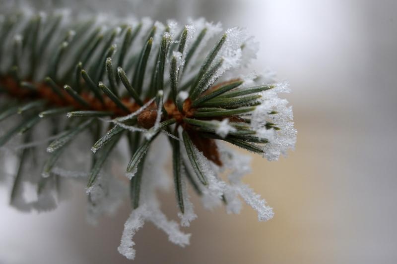Zbog jutarnjih temperatura u minusu raslinje na kontinentu je prekriveno injem
