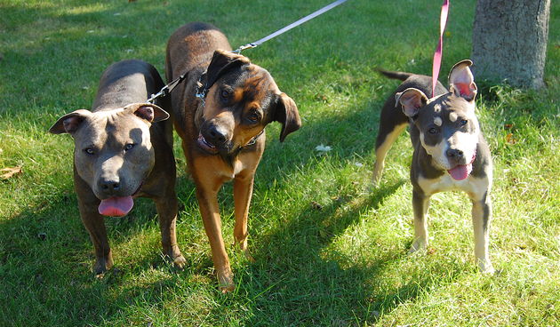 Psi (Foto: flickr.com)