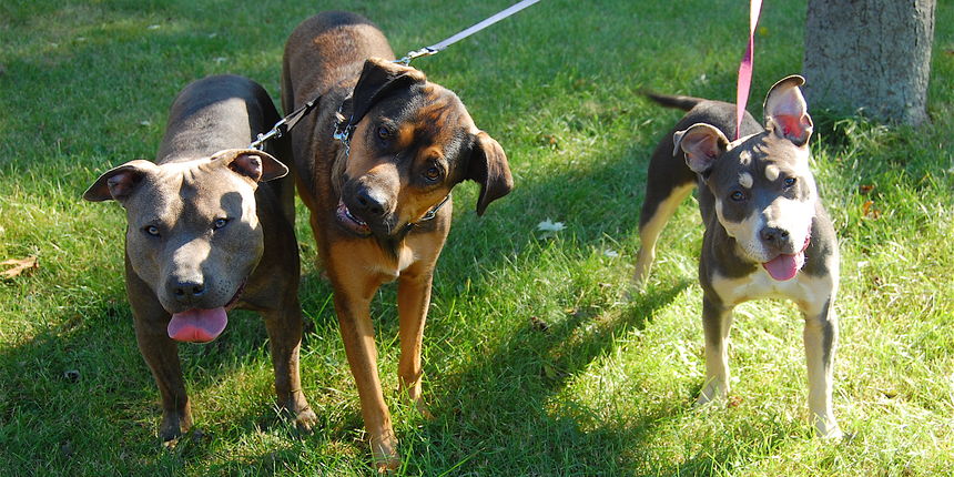 Psi (Foto: flickr.com) Psi (Foto: flickr.com)