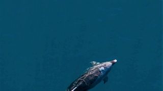 Pogledajte kako tri ženke dupina – Kiko, Sean i Andrea – love ribu kod otoka Orude Pogledajte kako tri ženke dupina – Kiko, Sean i Andrea – love ribu kod otoka Orude