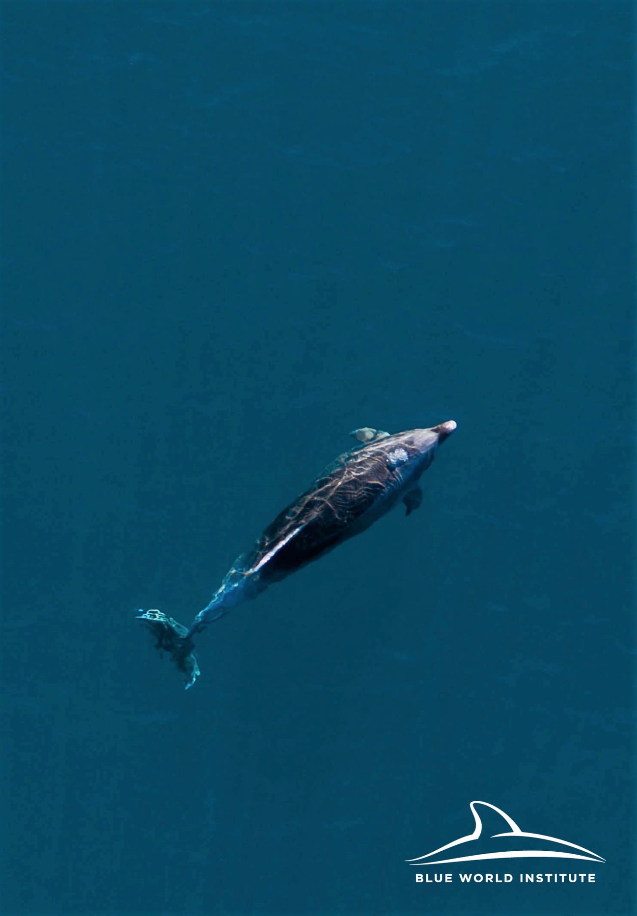 Pogledajte kako tri ženke dupina – Kiko, Sean i Andrea – love ribu kod otoka Orude Pogledajte kako tri ženke dupina – Kiko, Sean i Andrea – love ribu kod otoka Orude