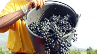 Drniš: Berba grožđa sa više od milijun čokota vinove loze, Photo: Duško Jaramaz/PIXSELL