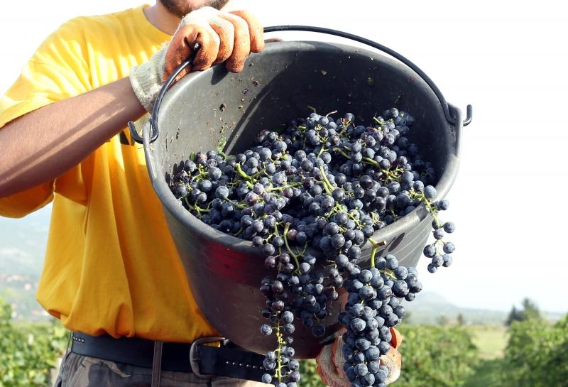 Drniš: Berba grožđa sa više od milijun čokota vinove loze, Photo: Duško Jaramaz/PIXSELL