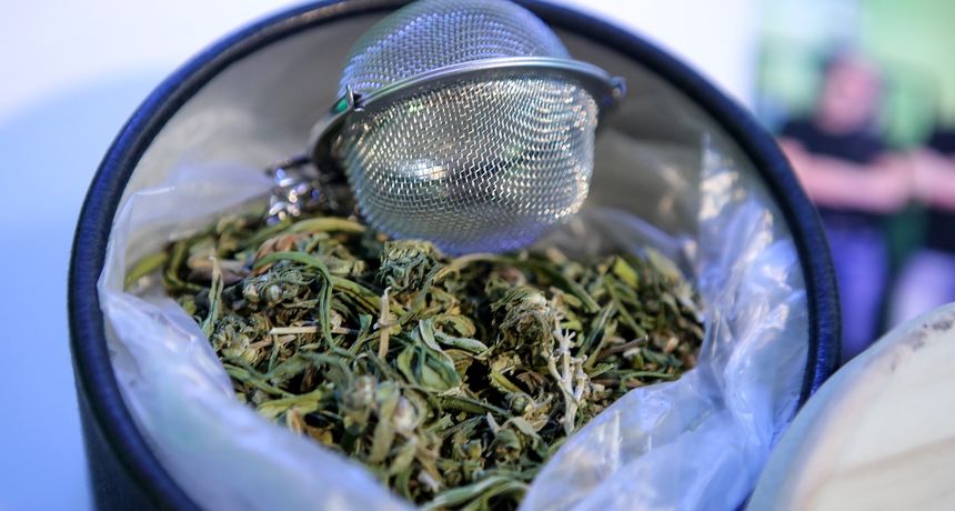 Industrijska konoplja stigla u Zagreb Industrijska konoplja stigla u Zagreb