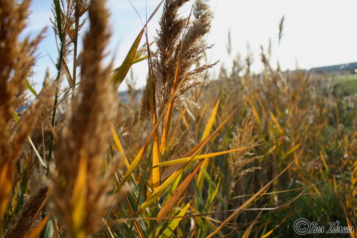 Đir uz Vransko jezero, Foto: Iva Perinić Đir uz Vransko jezero, Foto: Iva Perinić