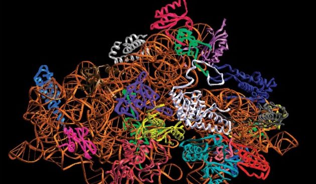 Kromosom, ribosom Foto: hasylab.desy.de