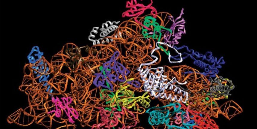 Kromosom, ribosom Foto: hasylab.desy.de