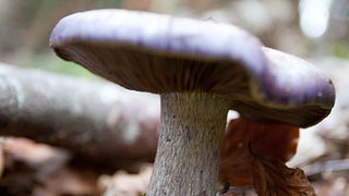 Lička jesen u znaku gljiva, Foto: Leo Banić