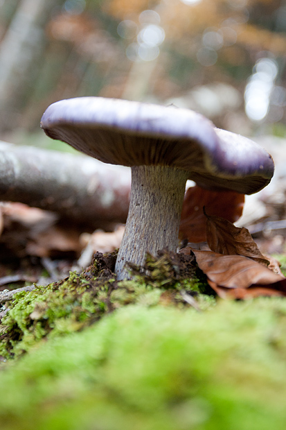Lička jesen u znaku gljiva, Foto: Leo Banić