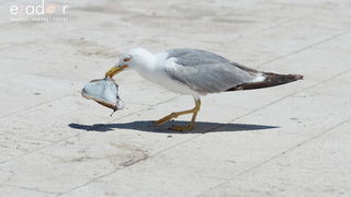 Đir po gradu, ponedjeljak 24. lipnja 2019. Đir po gradu, ponedjeljak 24. lipnja 2019.