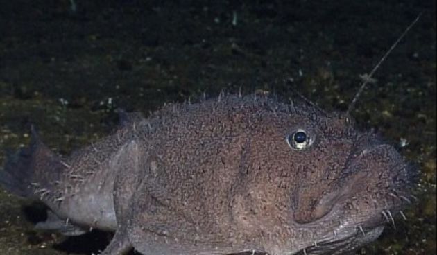 Riba s “četiri noge” voli šetnju po morskom dnu (Metro-portal.hr)