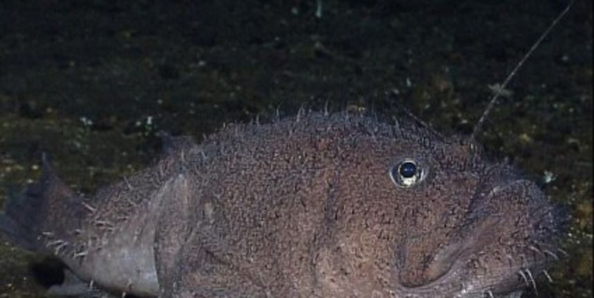 Riba s “četiri noge” voli šetnju po morskom dnu (Metro-portal.hr) Riba s “četiri noge” voli šetnju po morskom dnu (Metro-portal.hr)